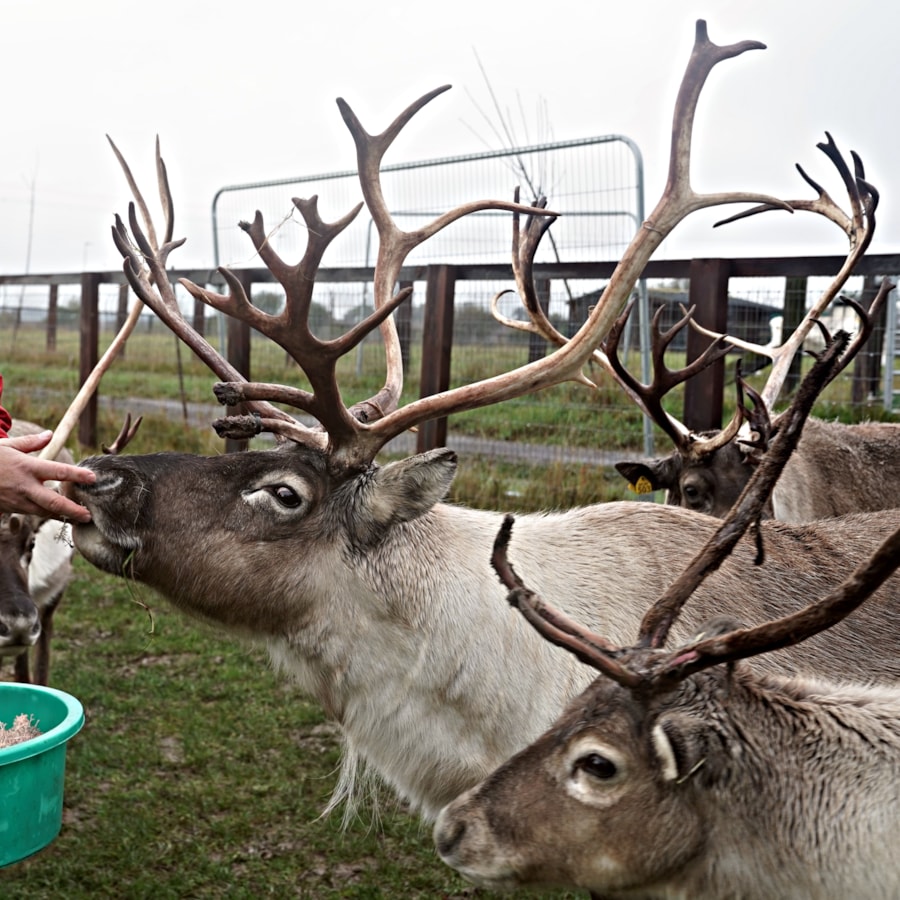 Reindeer